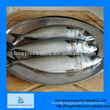 IQF frozen fish(pacific mackerel)